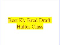Best Ky Bred Halter Class